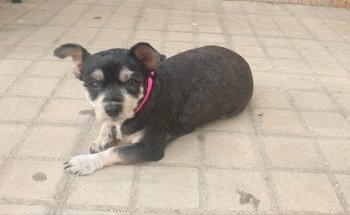 Clínica Veterinaria San Francisco de Asís - MORA