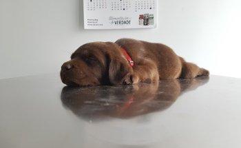 VETMORA Serviços Veterinários