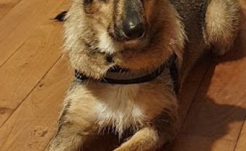 Centro Clínico Veterinario Navía