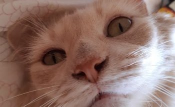 Clínica Veterinaria Montero