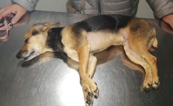 Clínica Veterinaria Ortuella