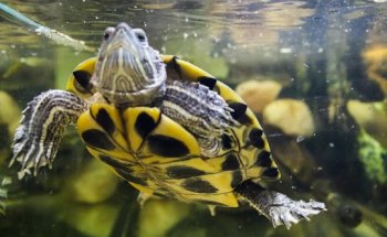 Centre Vet Provença