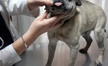 Clínica Veterinaria Gran Capitán