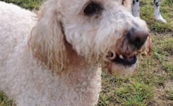 Clínica Veterinària Capdevila SLP