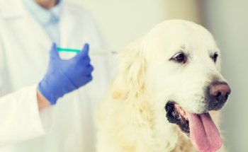 NG Centre Veterinari Palafolls