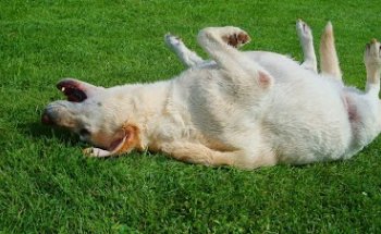 Centro Veterinario Pizarra