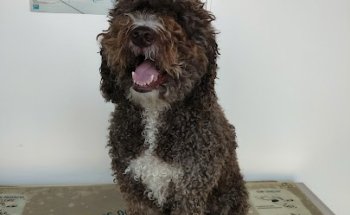 Clínica Veterinària Sanllehy