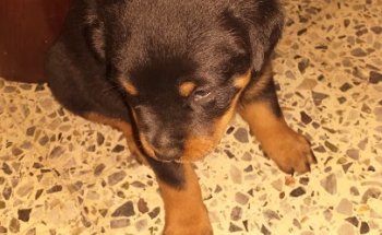 Clínica Veterinaria Sentmenat