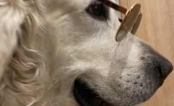 Clínica Veterinaria Enxa