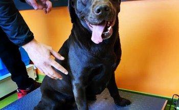 Clínica veterinària SCP Rico-Clavell