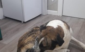 Cv animalario veterinaria