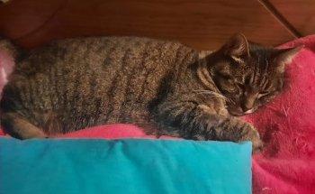 Hospital Reference Veterinary Montenegro