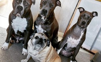 Clínica Veterinaria Canillas