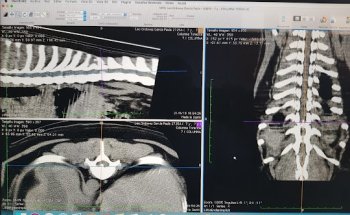 Hospital Clínico Veterinario Nexo Oftevet