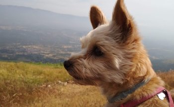 Centro Clínico Veterinario Val De Iglesias