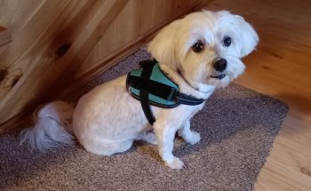 Centro veterinario Sierra Oeste