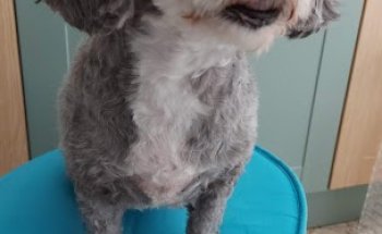 Centro Veterinario La Villa