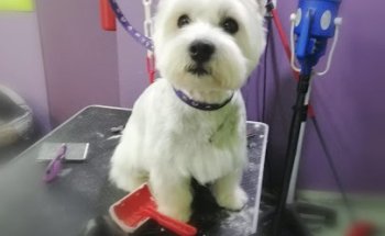 Clínica Veterinària Sant Fruitós