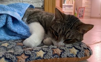 Centre Veterinari El Cadell