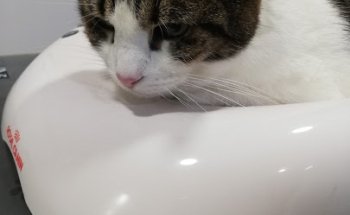 Clínica Veterinaria Santa Marta