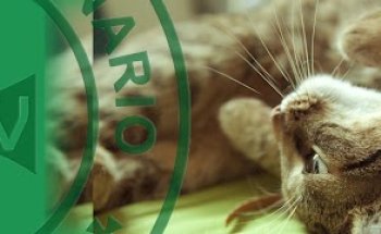 Clínica Veterinaria Ardila - Santiponce