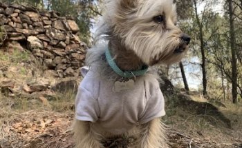 Clínica Veterinària Setelsis