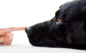 Pratdesaba Veterinaris Tona