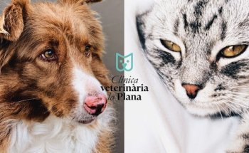 Clinica Veterinaria La Plana