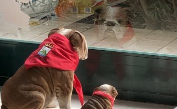 Centro veterinario Lobo y Amigo