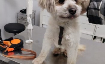 Clínica Veterinaria Beatriz Cortijo