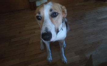 Veterinario FCYLG Raul