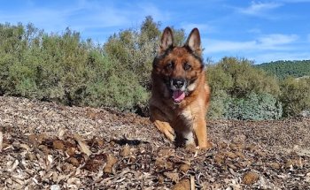 Vilavet Clínica Veterinaria