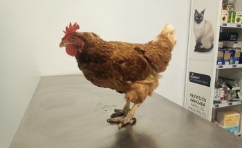 Clinica Vilavet La Granja Garden