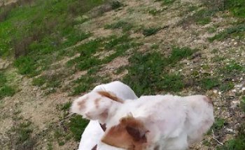 Clinica Veterinaria Jara