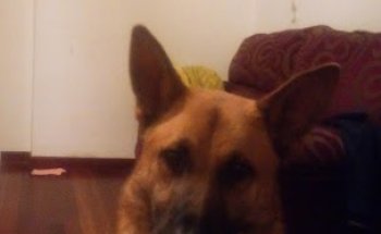 Centro Veterinario Da Limia S L