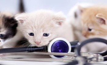 Clínica Veterinaria Parque Aluche