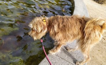 Clínica Veterinaria Alemana | Aluche - Madrid