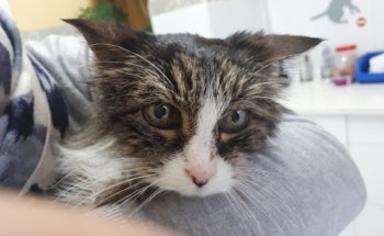 Centro Veterinario Avenida de Europa