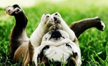 Clínica Veterinaria Liderveterinaria