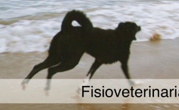 Fisioveterinaria - CV Kynós