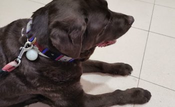 Clínica Veterinaria Ayala