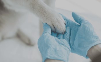 Clínica Veterinaria Ciudad Lineal El Parque