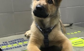 Clínica Veterinaria El Bosque