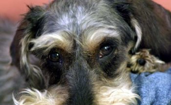 Clínica Veterinaria Alonso Cano