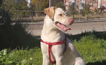 Clínica Veterinaria Berrocal