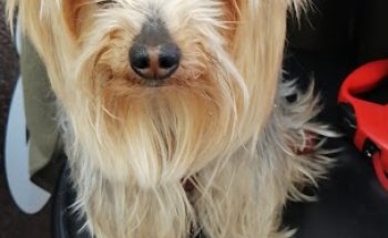 Clínica Veterinaria Vista Alegre