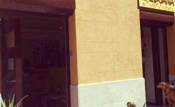 Clinica Veterinaria Malasaña