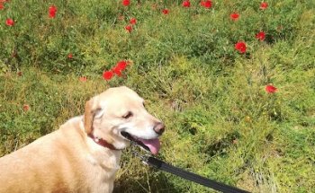 Clínica Veterinaria Gabriel Usera