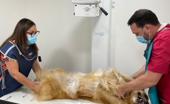 Clinica Veterinaria Mascotiti Barrio Salamanca