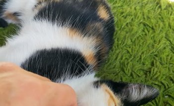 Centro Médico Veterinario Usera